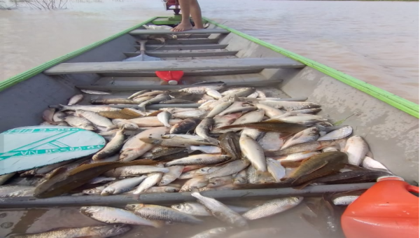 Piracema no Rio Tarauacá leva fartura de pescado e ameniza sofrimento das famílias atingidas pela enchente